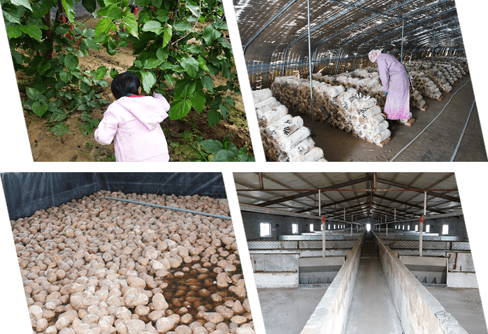 山東綠禾農業綜合開發有限公司